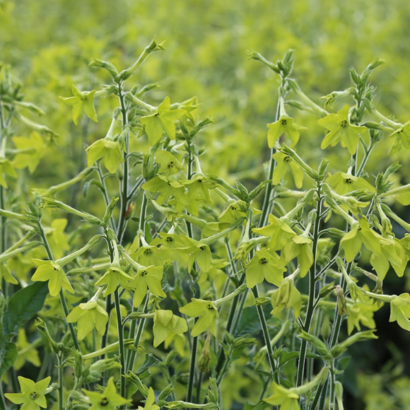 Nicotiana alata Mojito