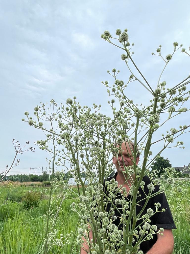 Eryngium Paniculatum