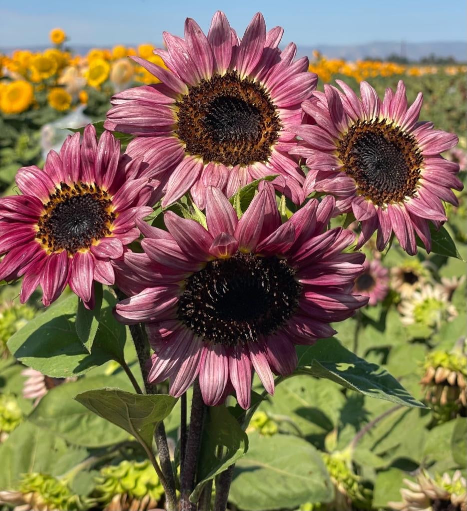 Helianthus Procut plum