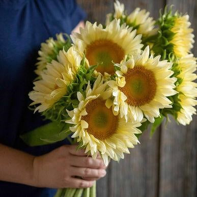 Helianthus White Lite