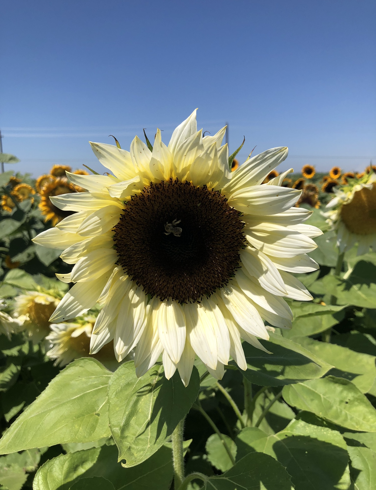 Helianthus Procut white nite