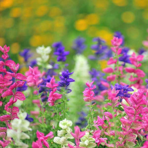 Salvia Horminum