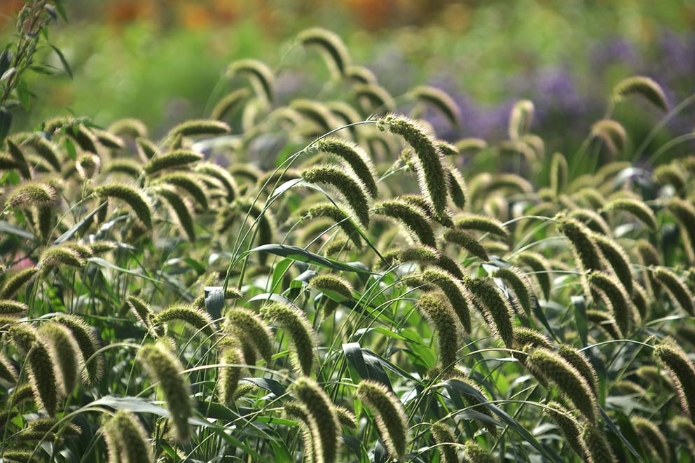 Setaria macrostachya