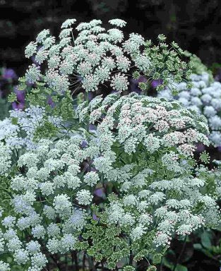 Ammi Majus Droogbloemen Wit