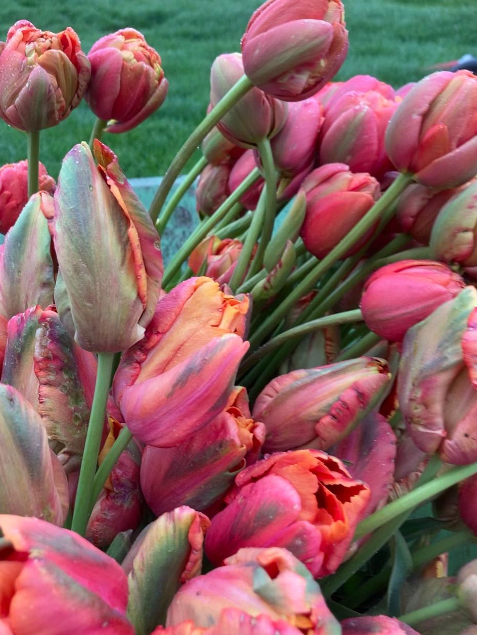 Tulpen Bollen Mix – Bijzondere Collectie (Franse, Lelie-achtige, Parrot, Dubbel & Franje Tulpen)