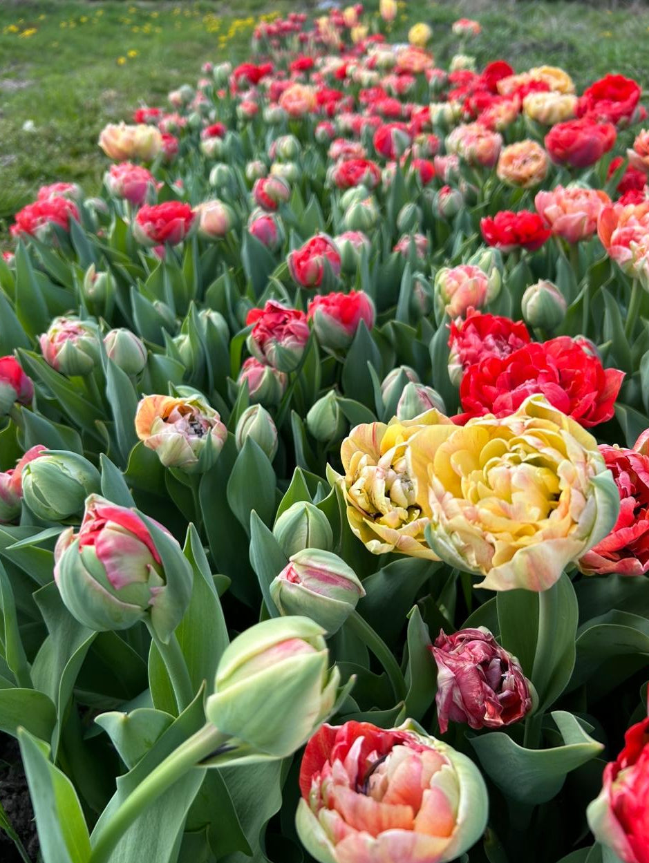 Tulpen Bollen Mix – Bijzondere Collectie (Franse, Lelie-achtige, Parrot, Dubbel & Franje Tulpen)