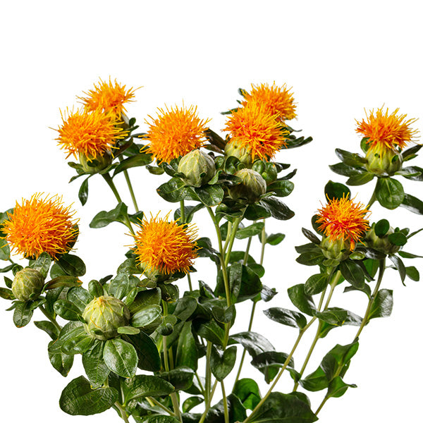 Carthamus tinctorius Zanzibar