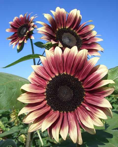 Helianthus Eclipse