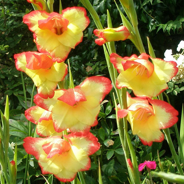 Bol - Gladiolus Primulinus Las Vegas