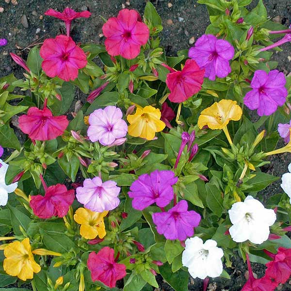 Mirabilis jalapa