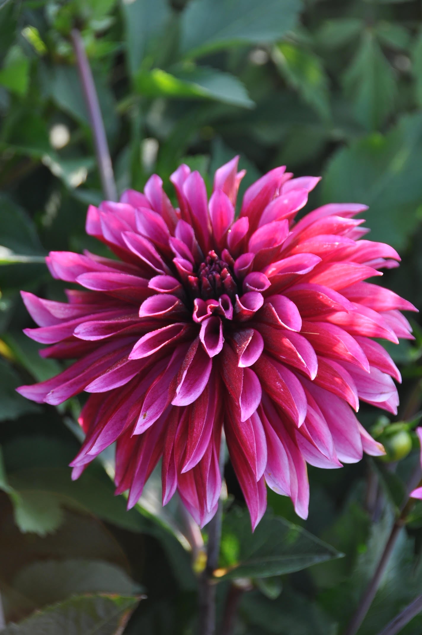 Dahlia Tanita