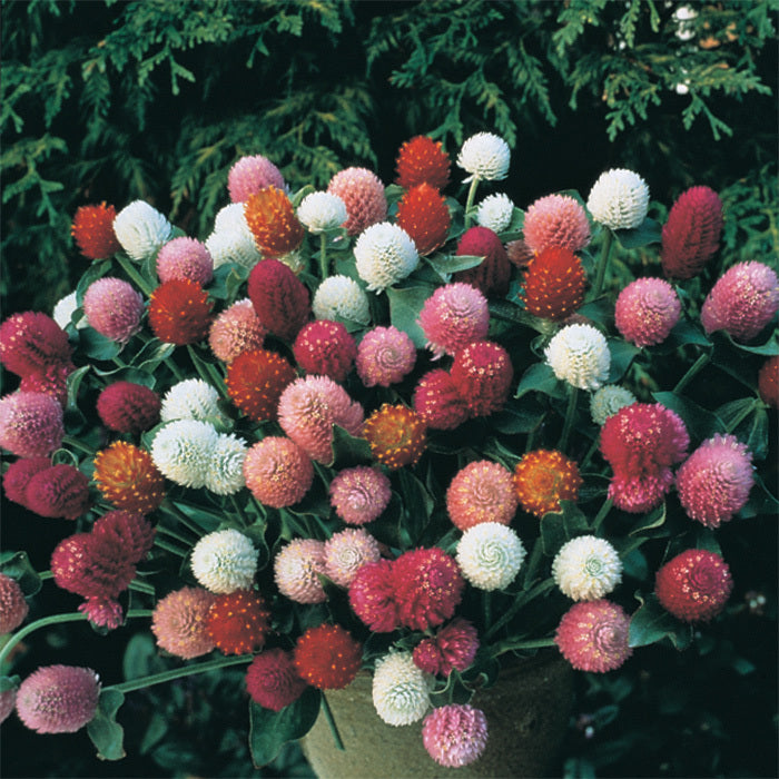Gomphrena gemengd