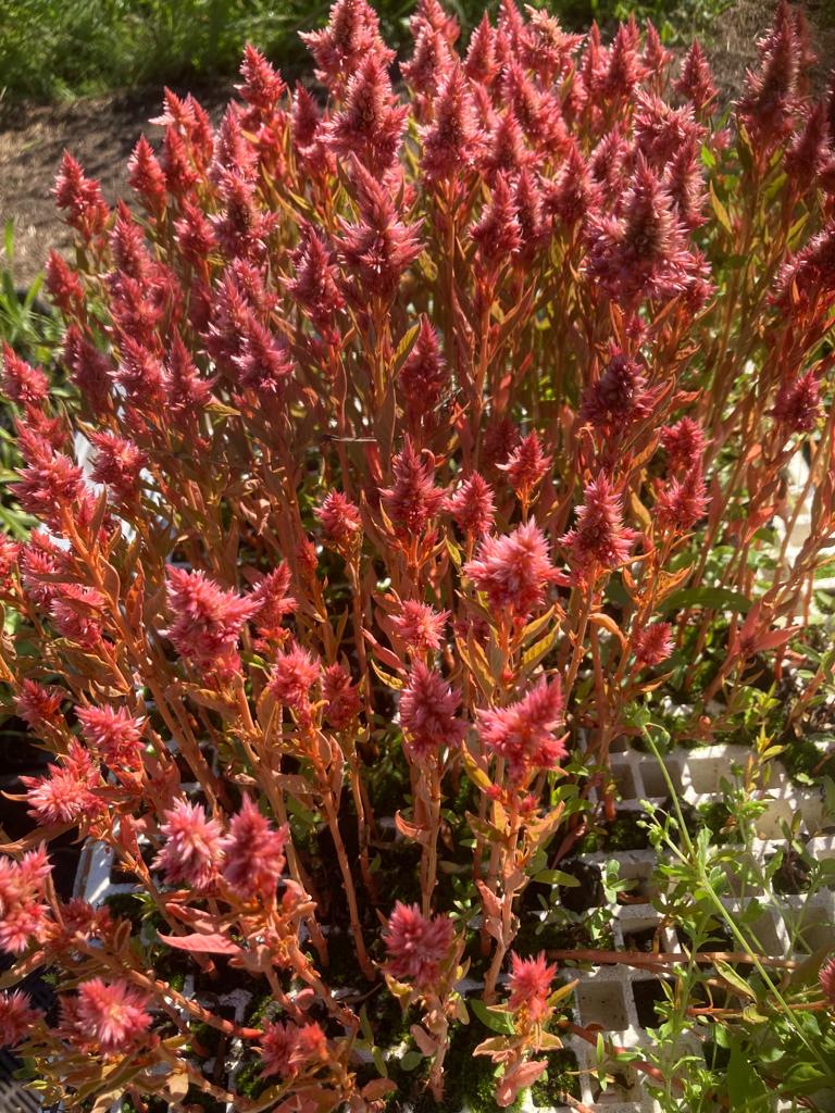 Celosia Terra Cotta