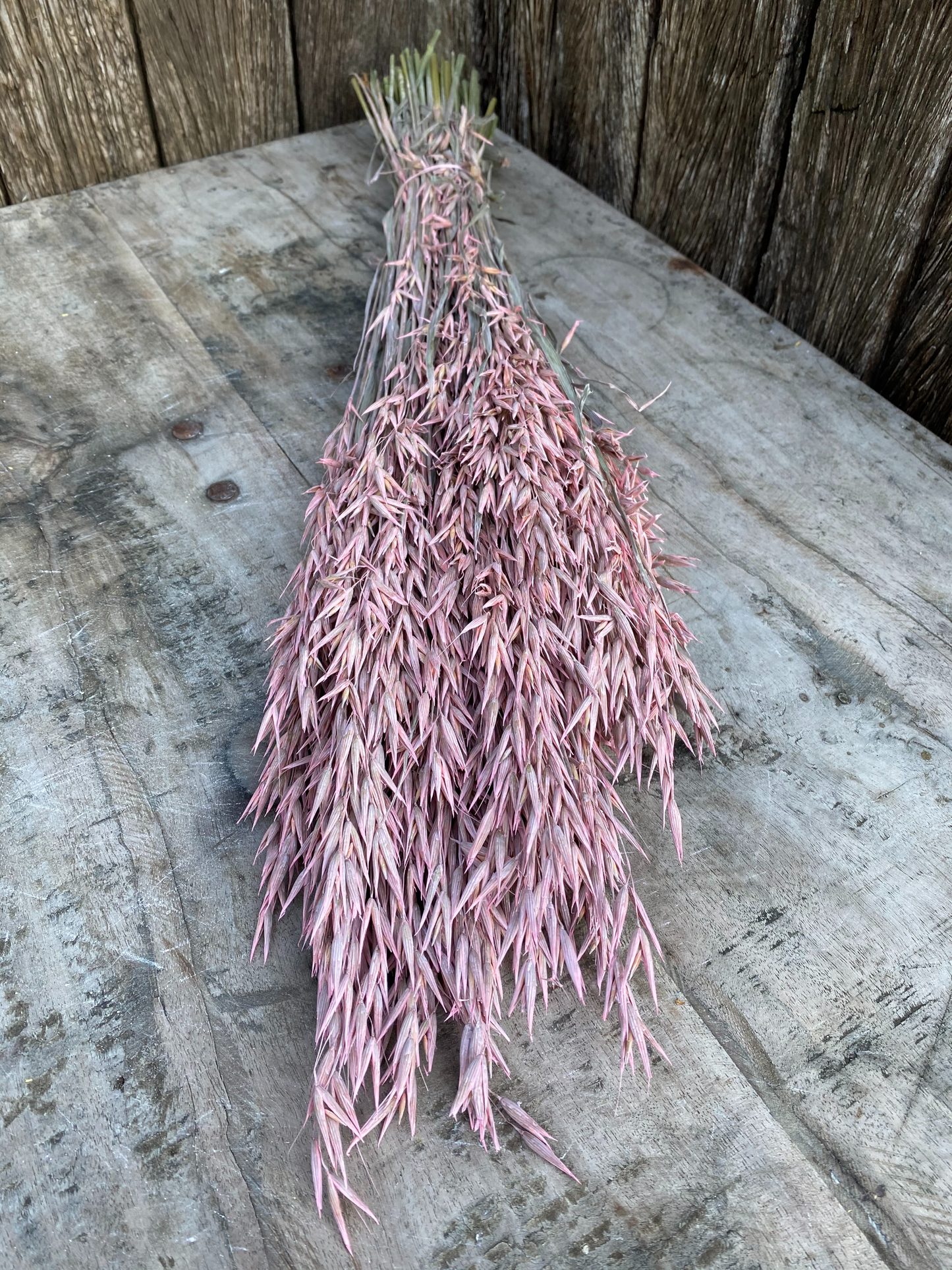 Avena Frosted Pink (Roze) Droogbloemen