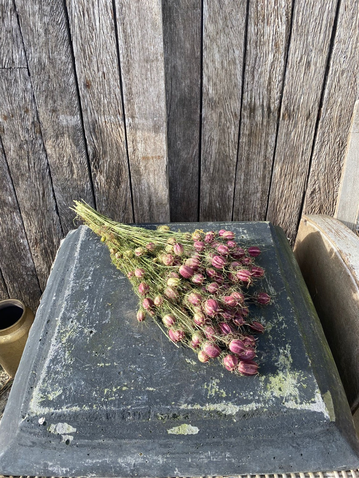 Juffertje-in-het-groen