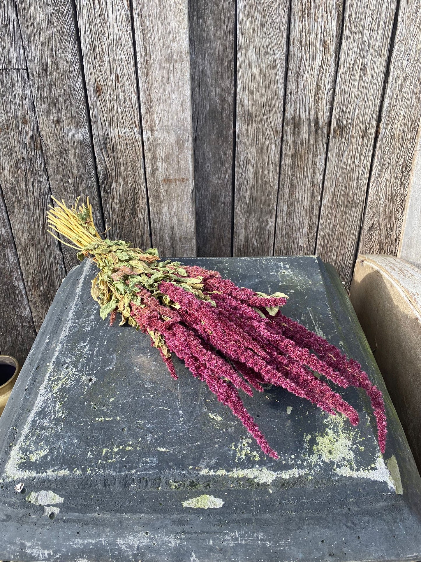 Amaranthus Droogbloemen Roze