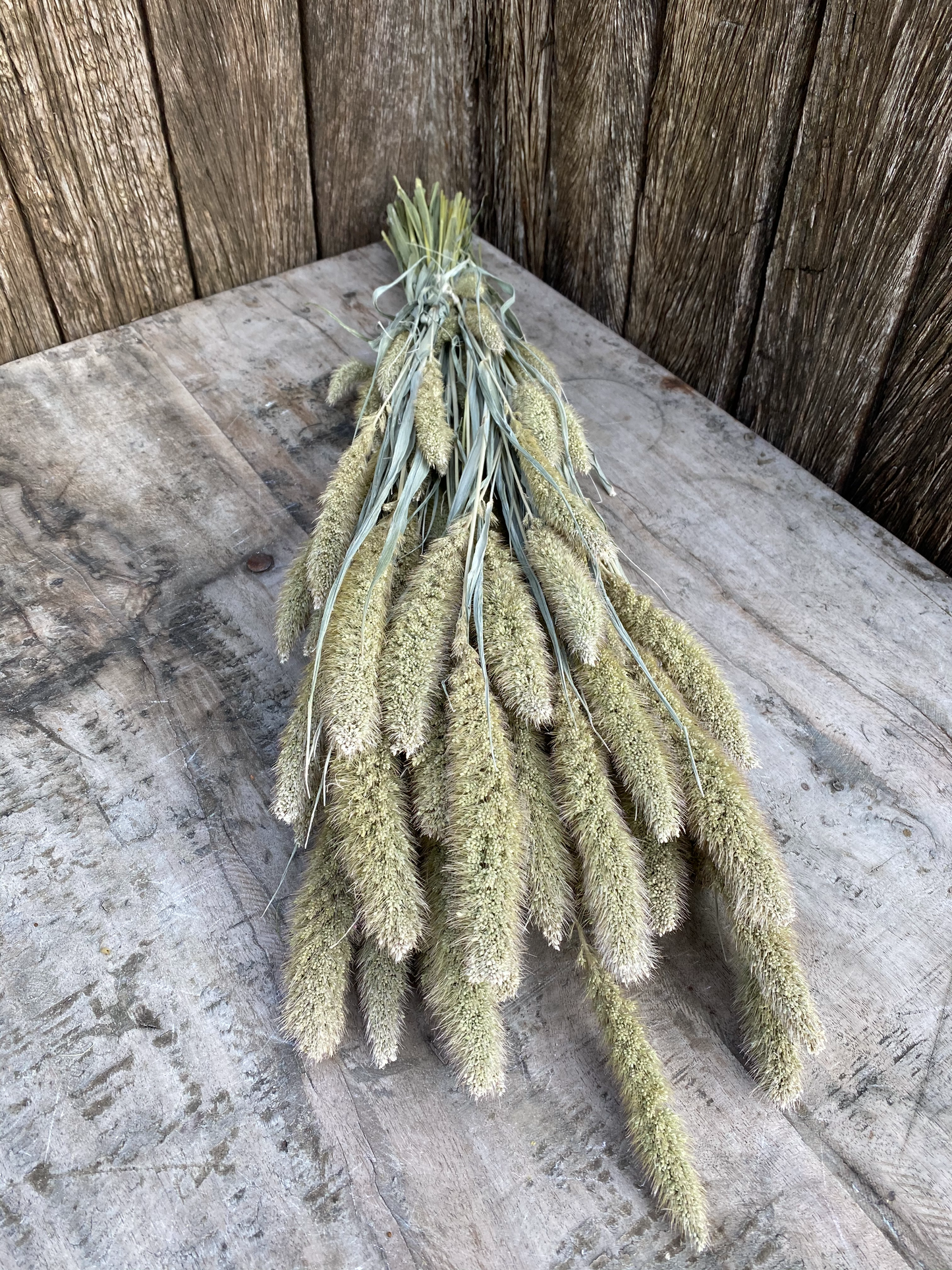 Setaria Frosted White