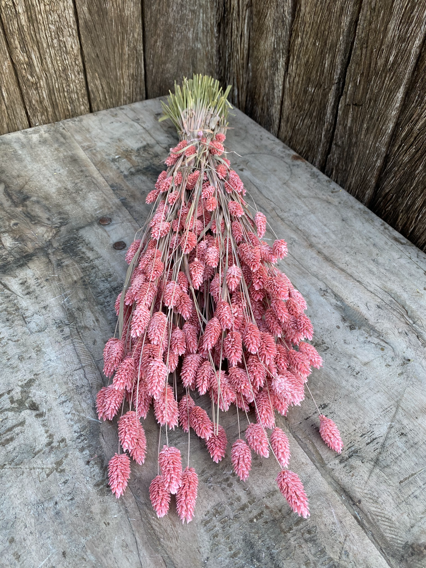 Phalaris Frosted Pink