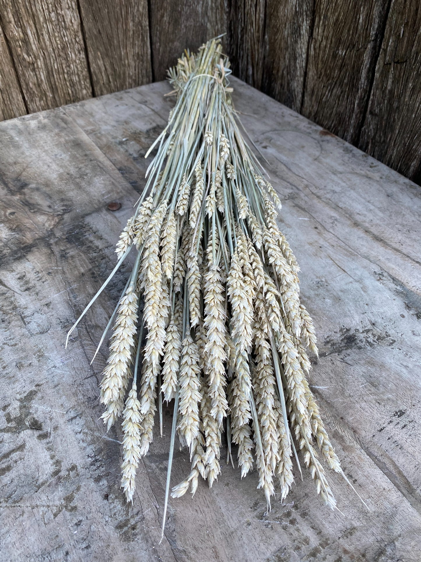 Triticum Frosted White