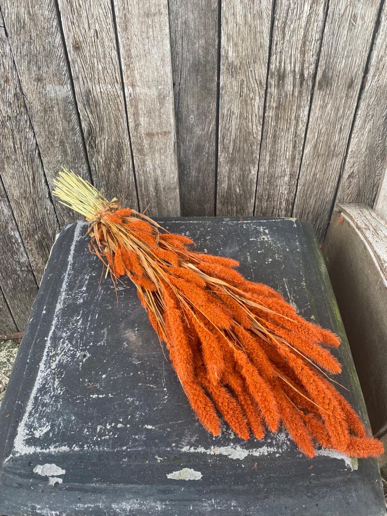 Setaria Orange