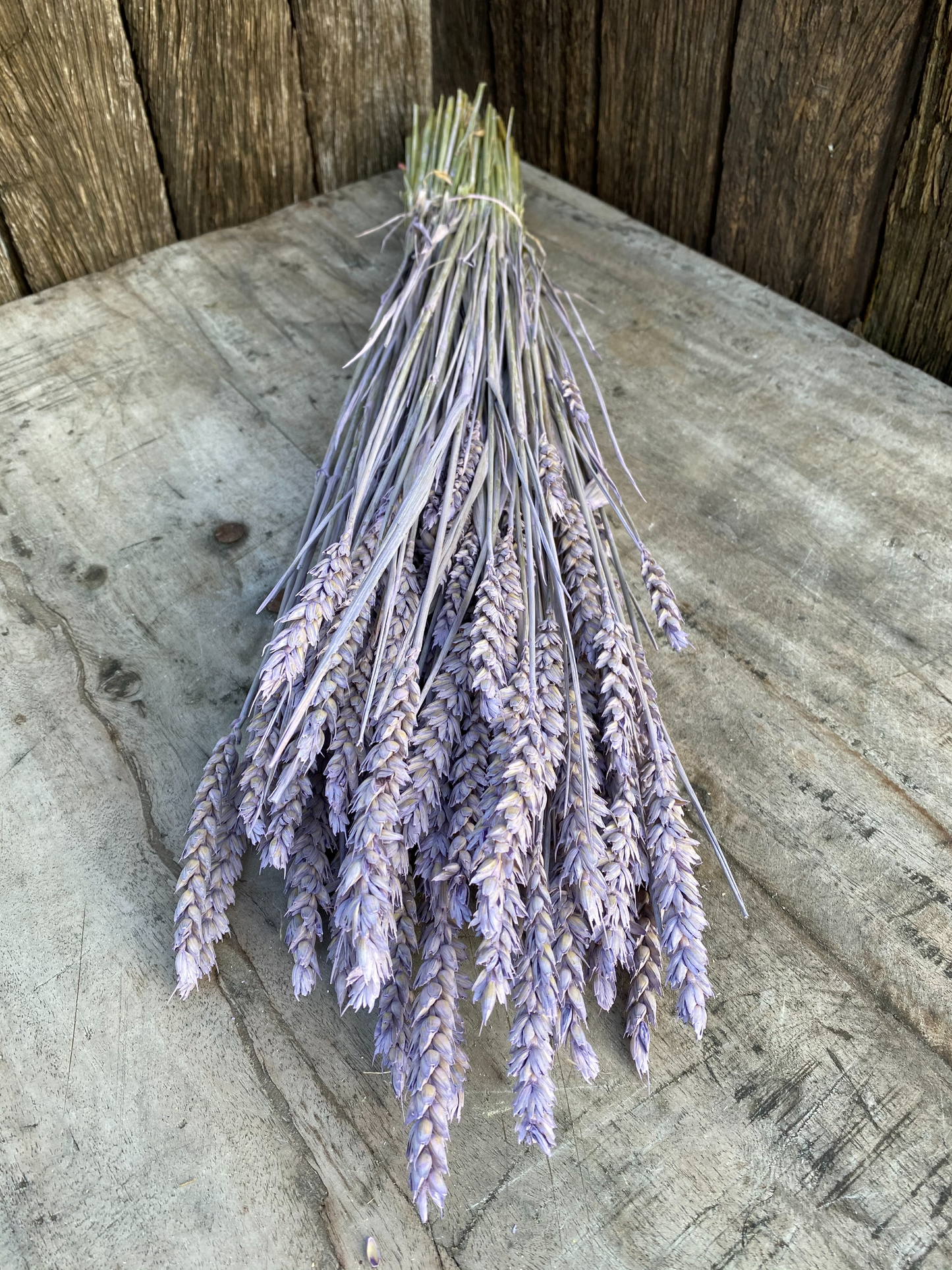 Triticum Frosted Milka