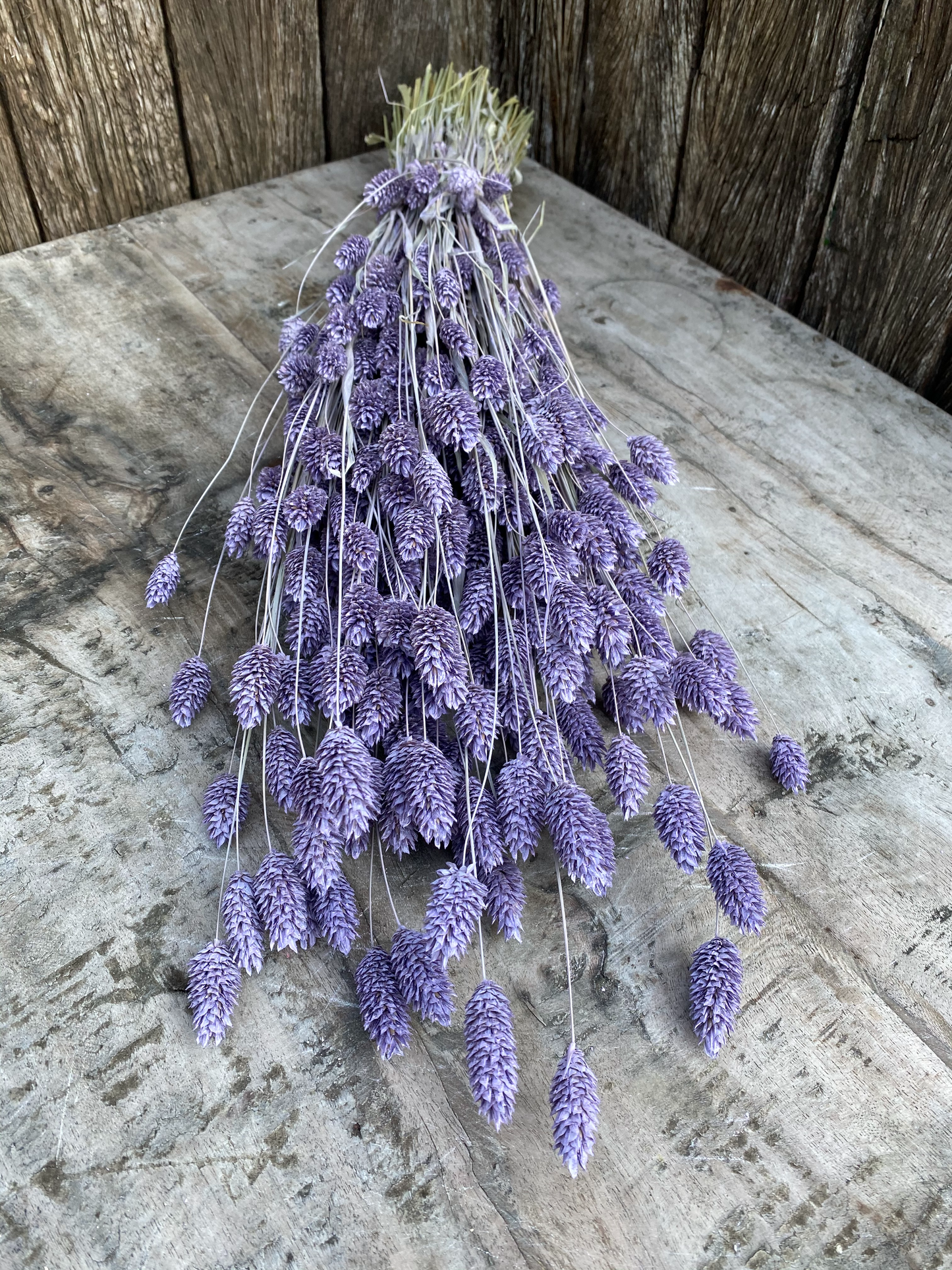 Phalaris Frosted Milka