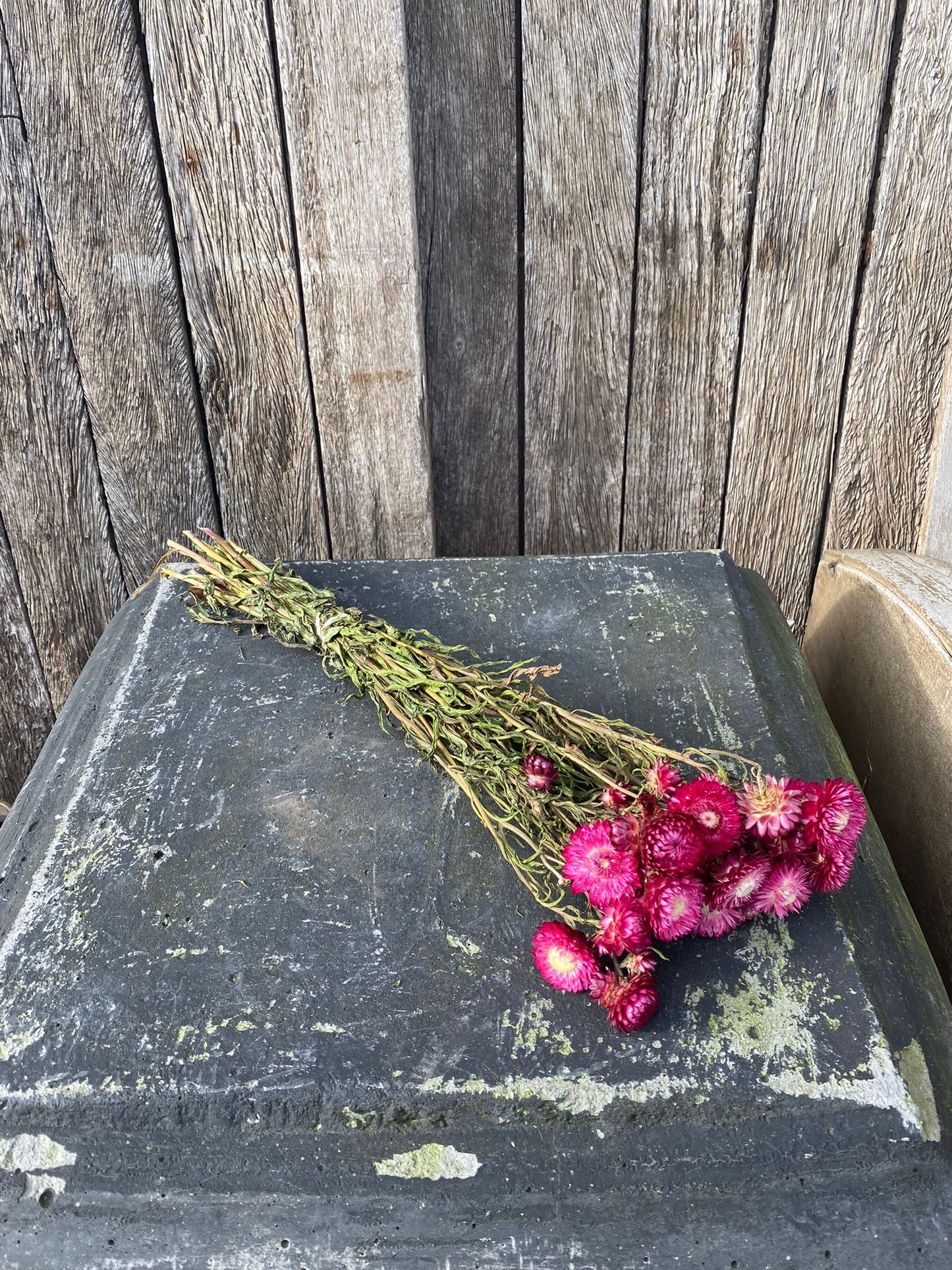 Strobloem Dark Pink Gerdroogd