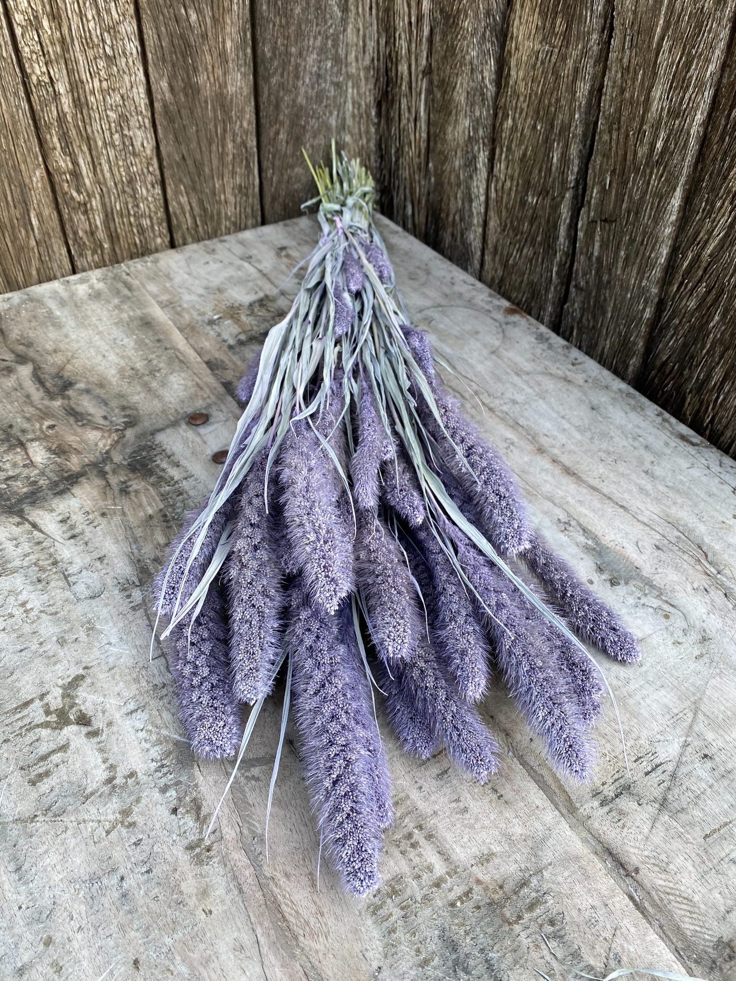 Setaria Frosted Milka