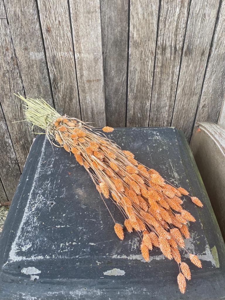 Phalaris Frosted Zalm