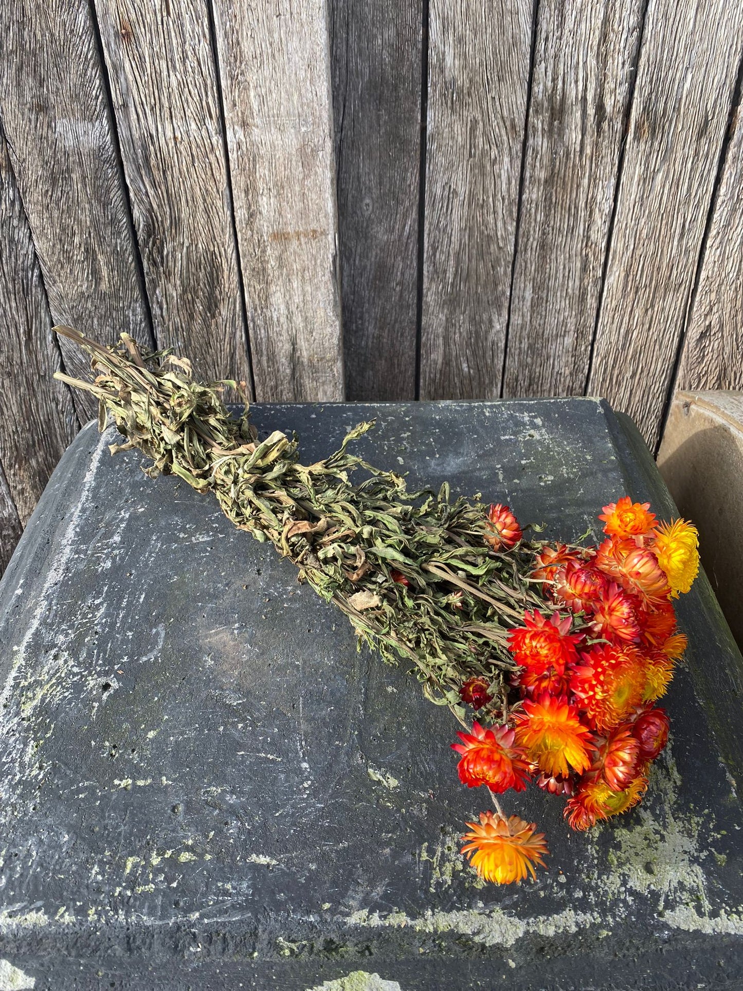 Strobloem Orange Gerdroogd