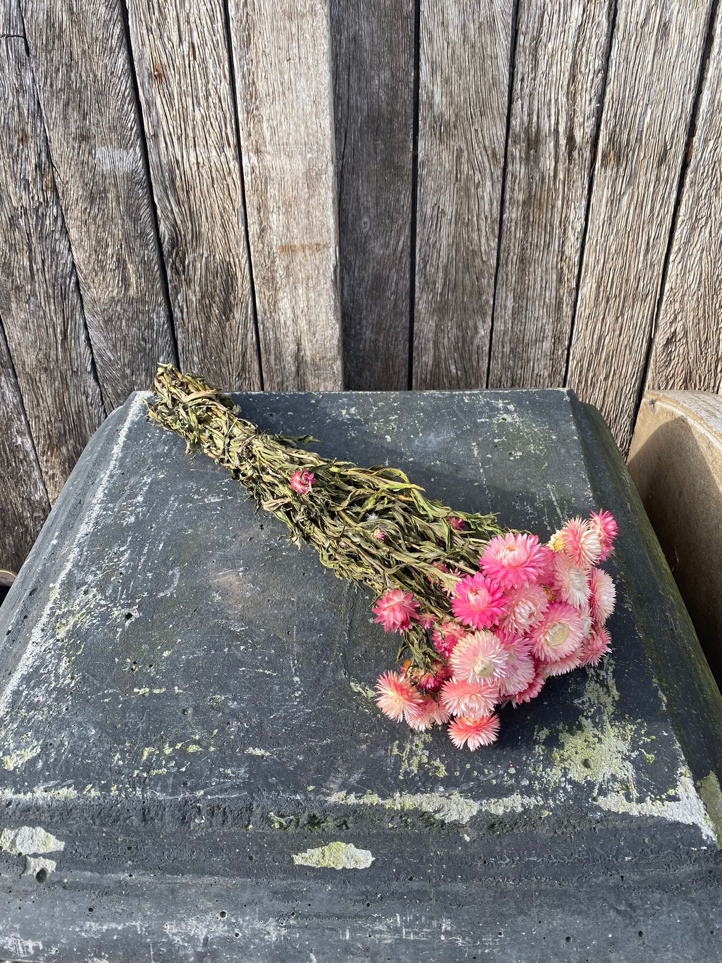 Strobloem Light Pink Gerdroogd