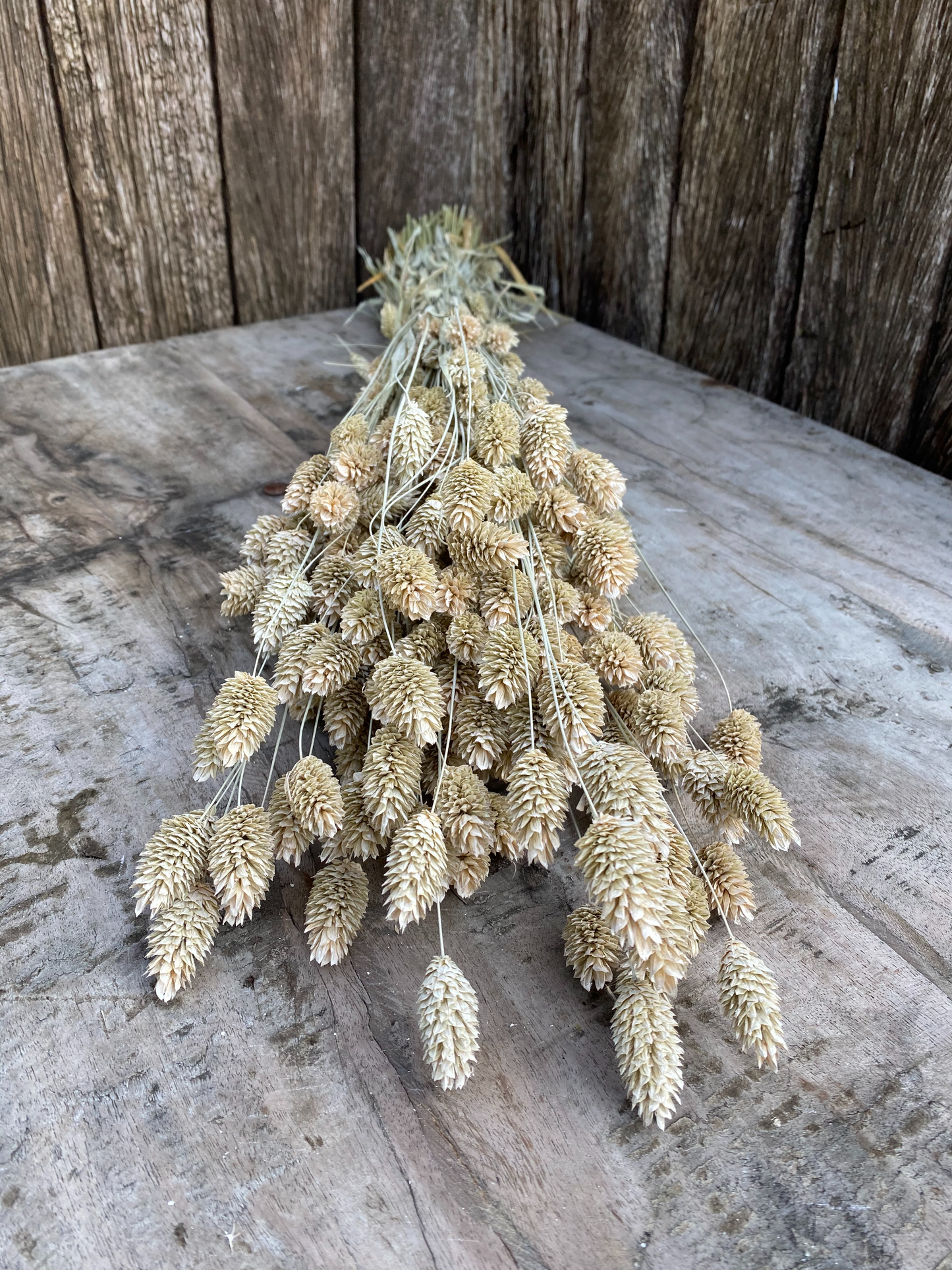 Phalaris Frosted White