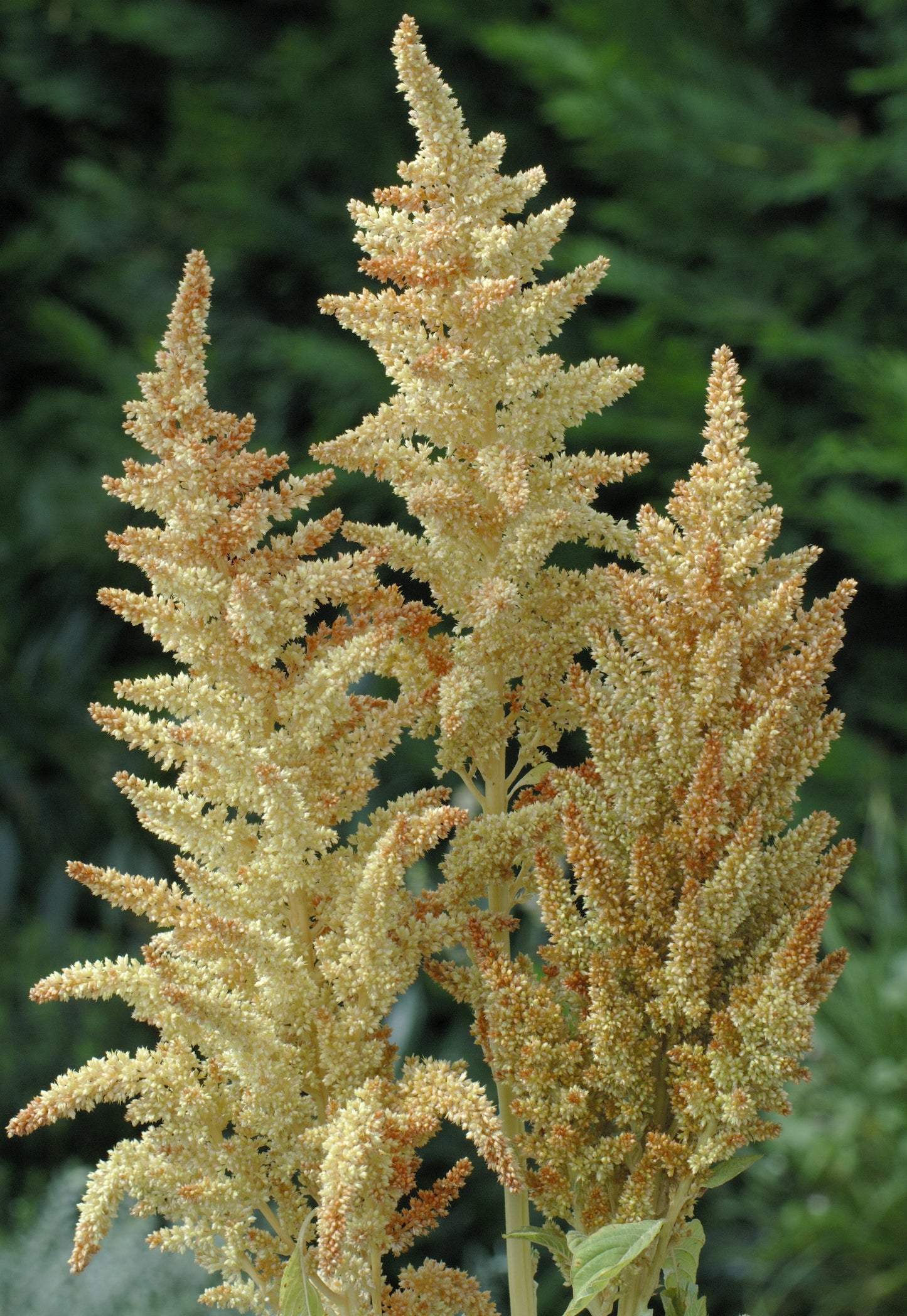 Amaranthus cruentus Autums torch