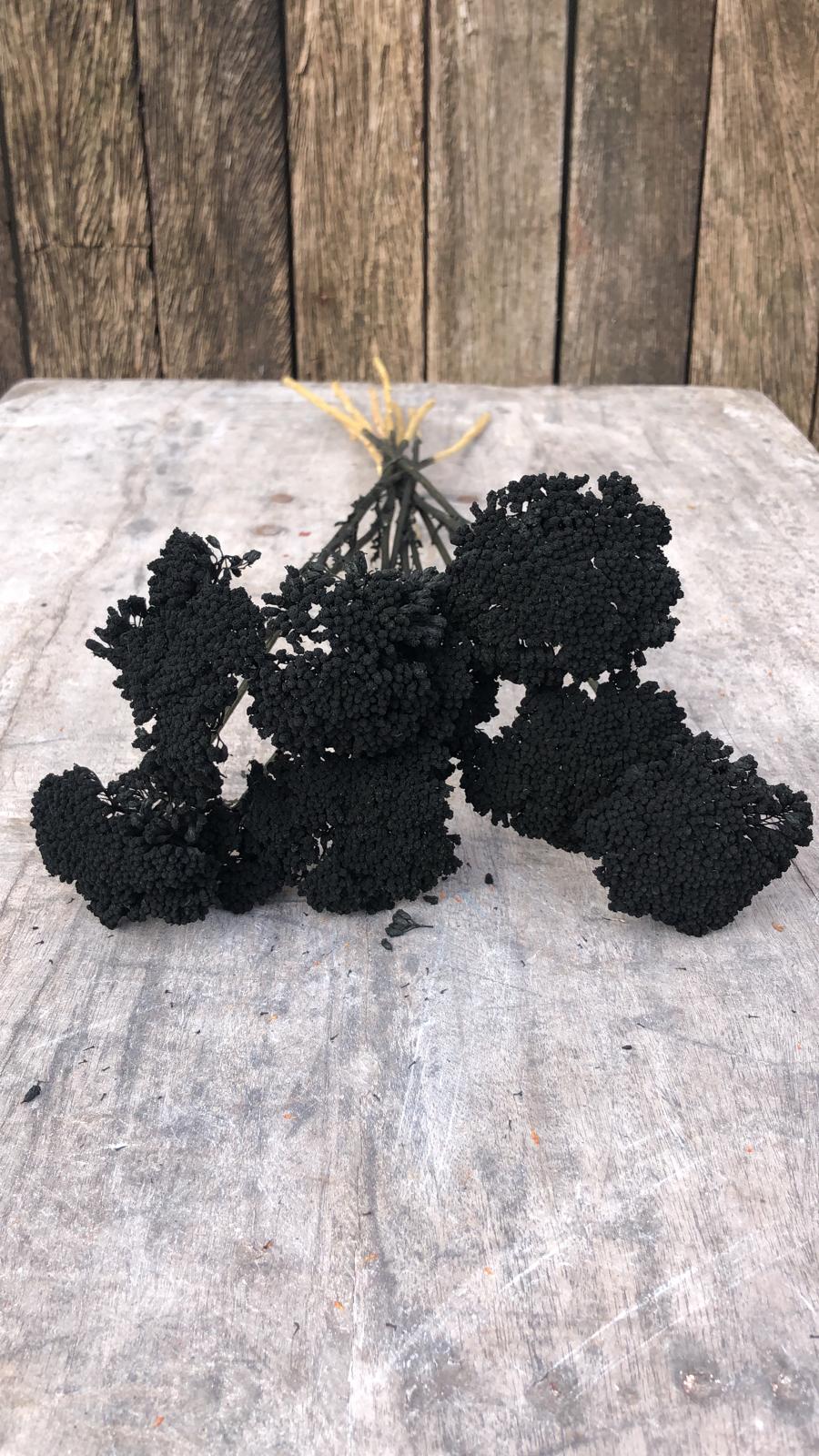 Achillea Droogbloemen Zwart