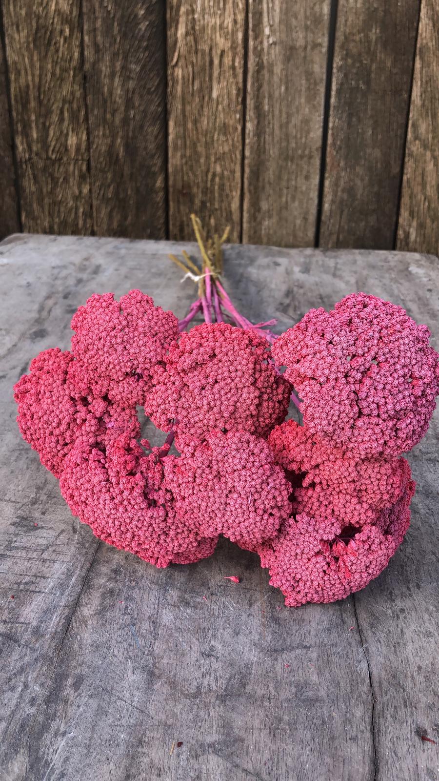 Achillea Frosted Cerise Droogbloemen