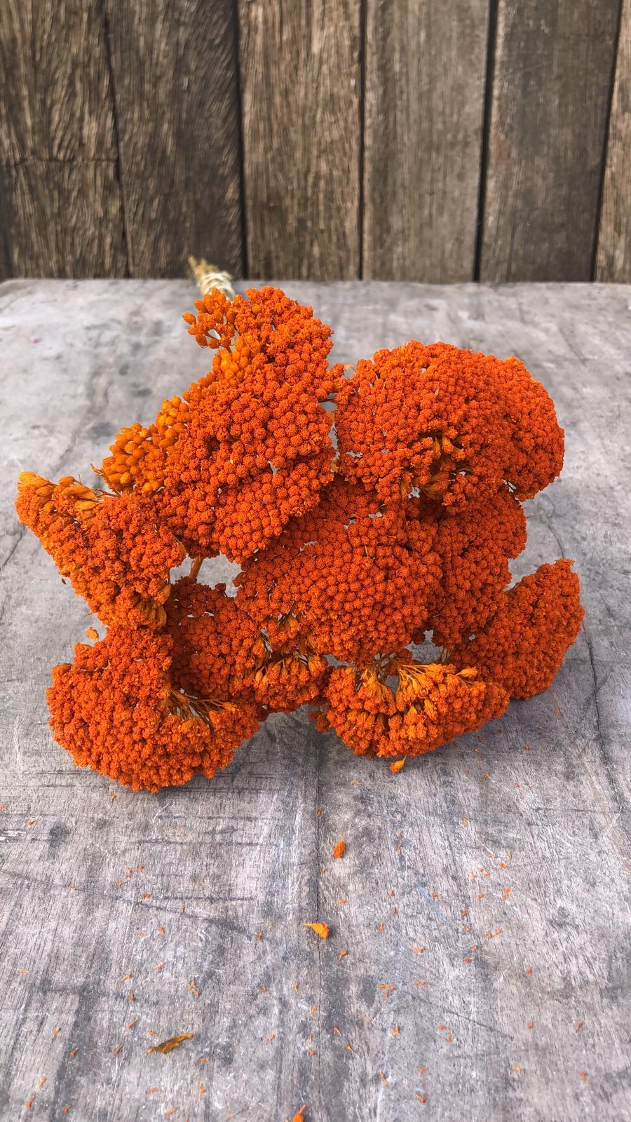 Achillea Droogbloemen Oranje