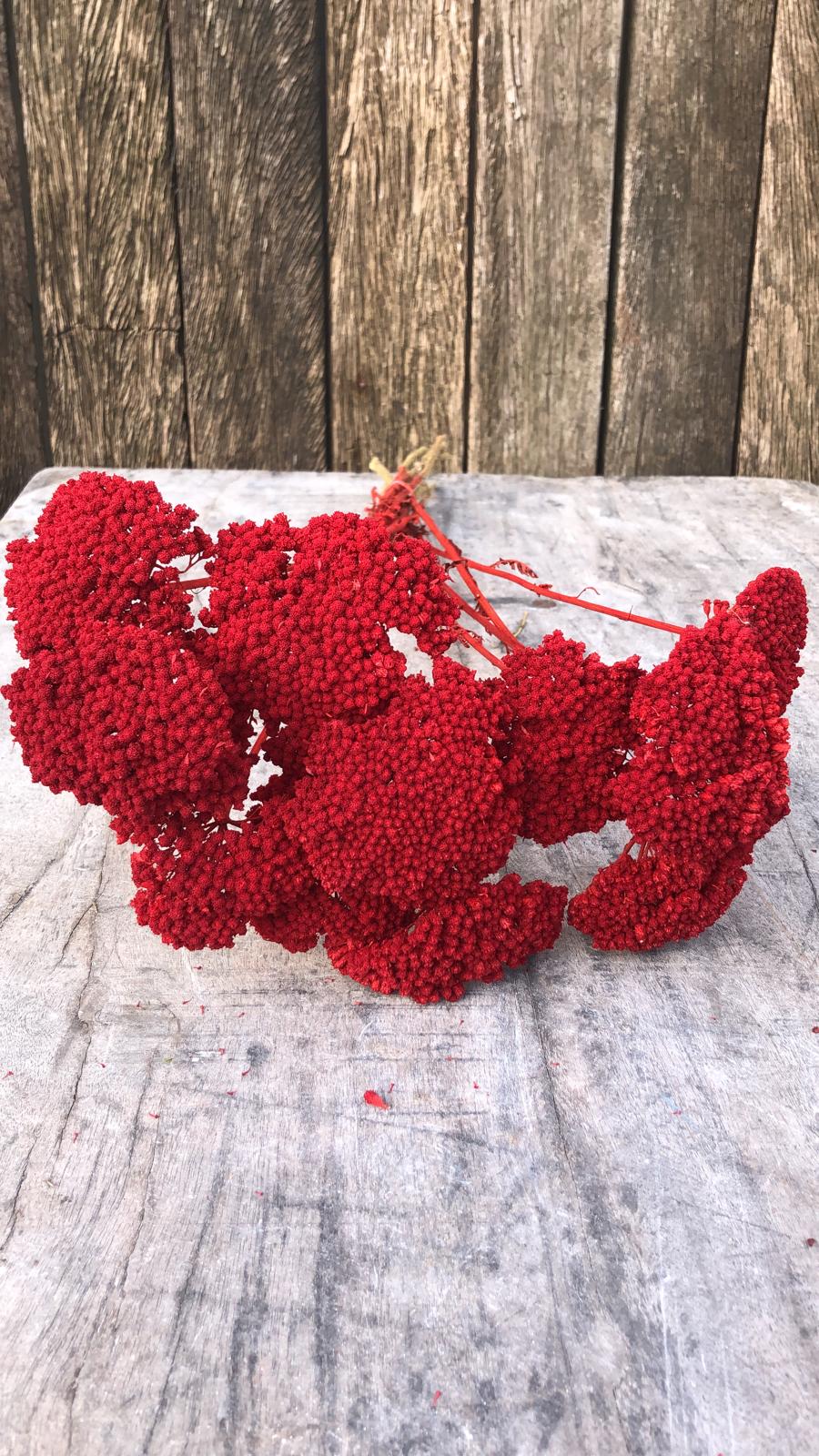 Achillea Droogbloemen Rood