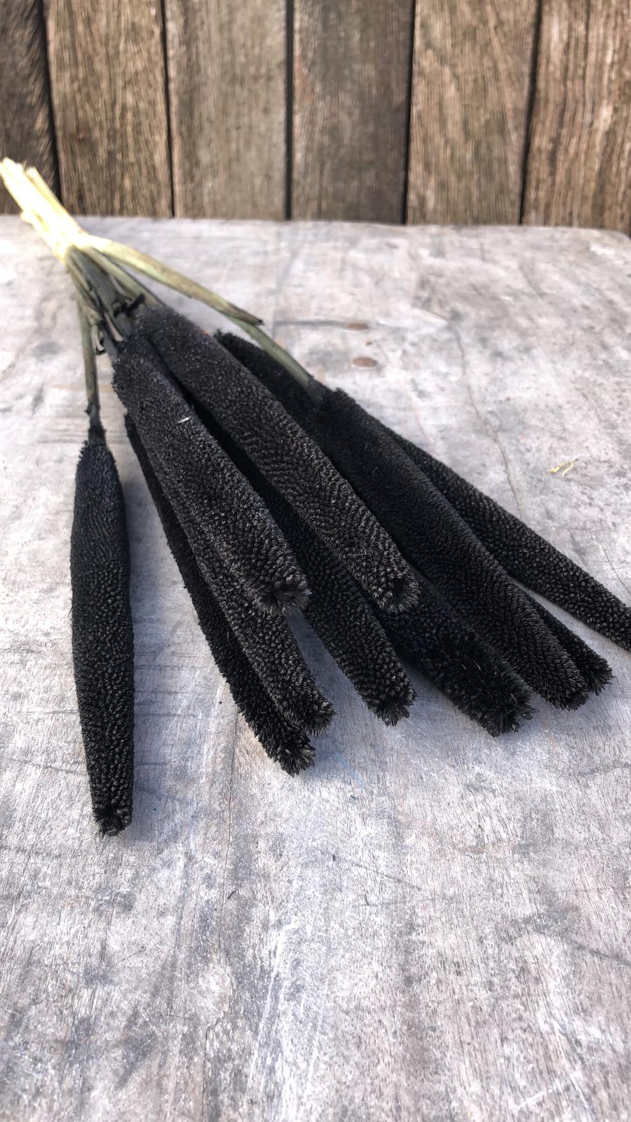 Babala Zwart - Droogbloemen