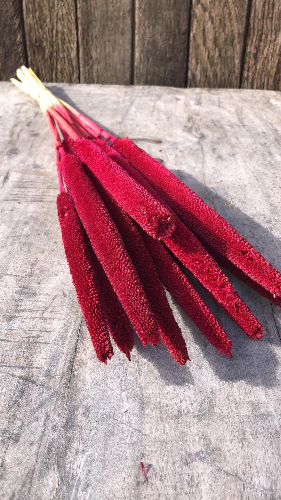 Babala Droogbloemen Bordeaux