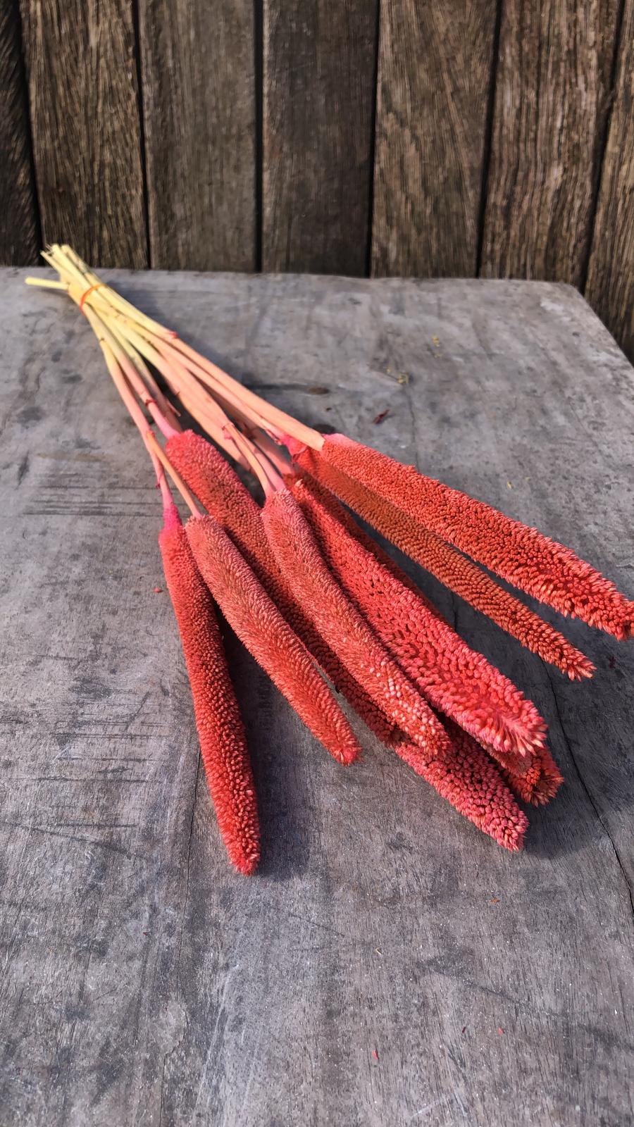 Babala Hot Pink (Roze) Droogbloemen