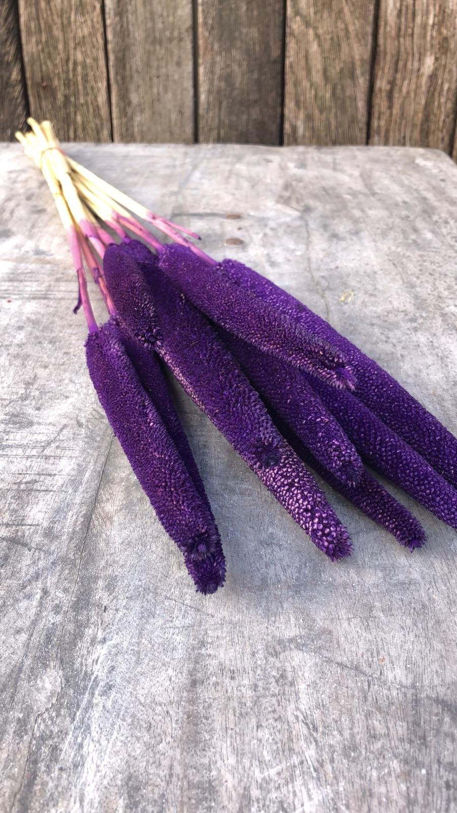 Babala Hot Purple (Paars) Droogbloemen