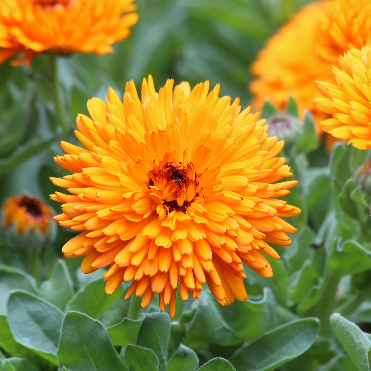 Calendula Calexis Orange