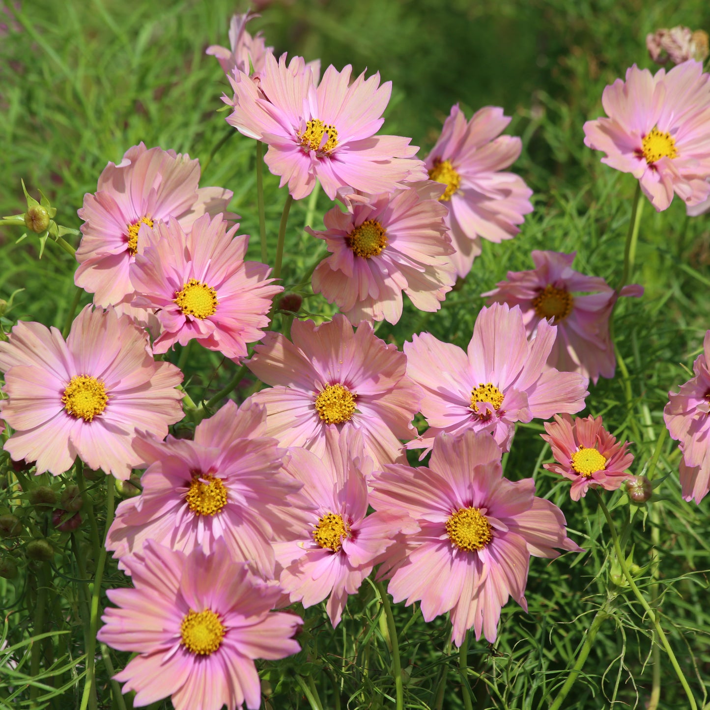 Cosmea Apricott