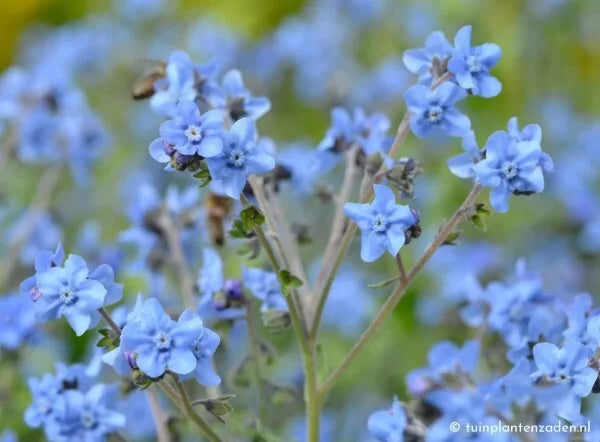 Cynoglossum amibile blauw