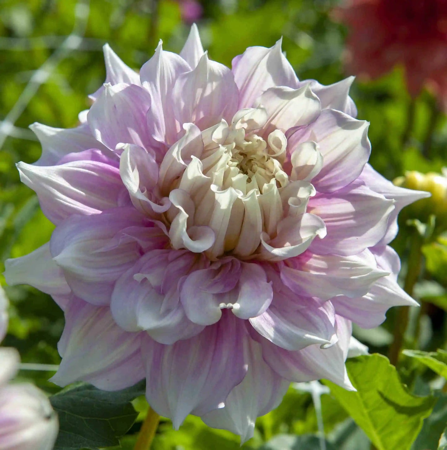 Dahlia Gitt's Perfection | Decoratief Dinnerplate