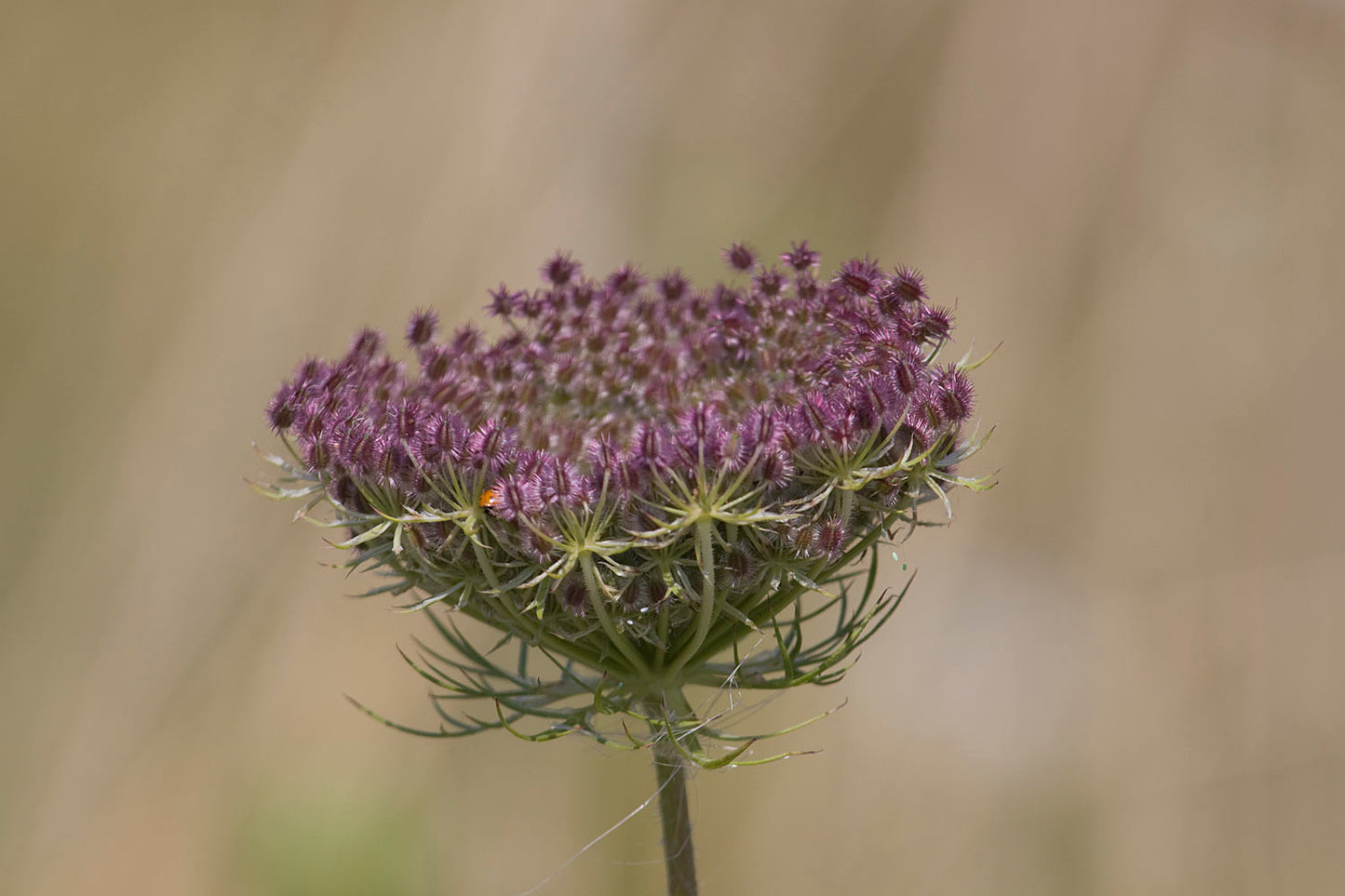 Daucus