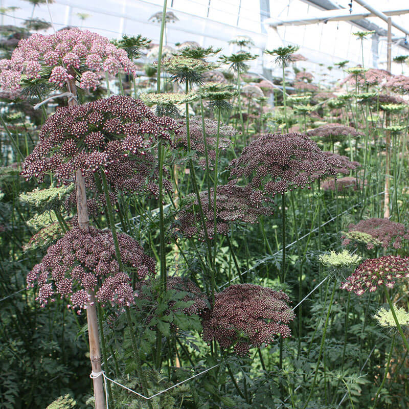 Daucus