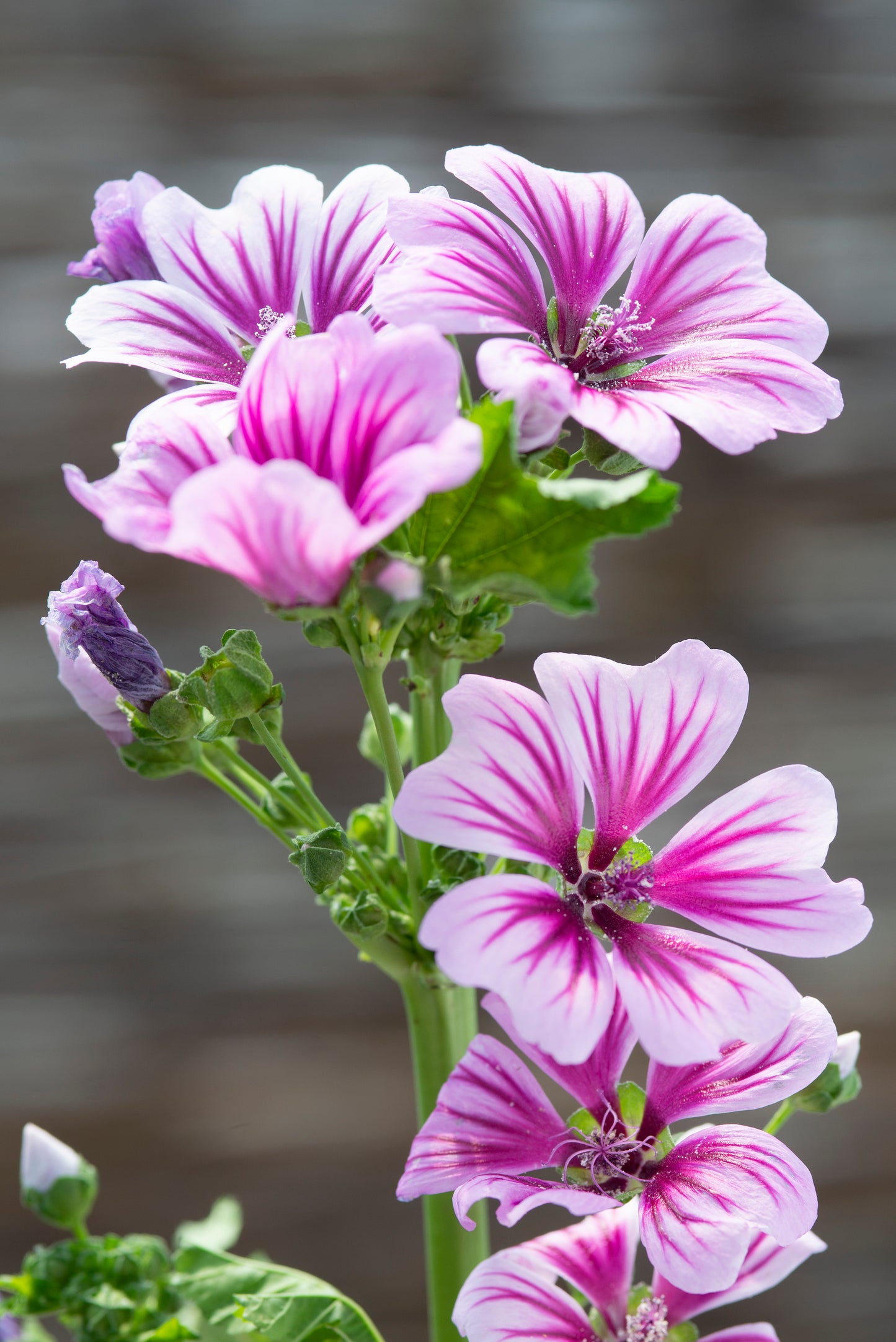 Malva zebrina