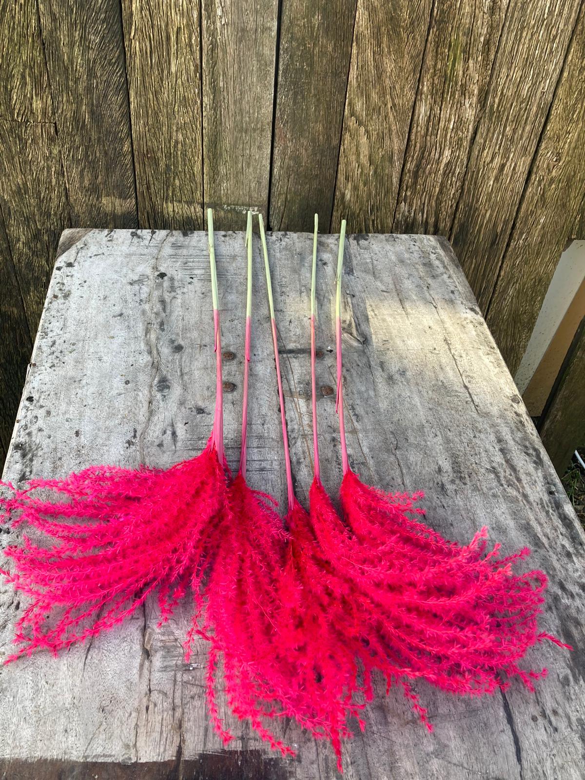 Miscanthus pluimen donker roze