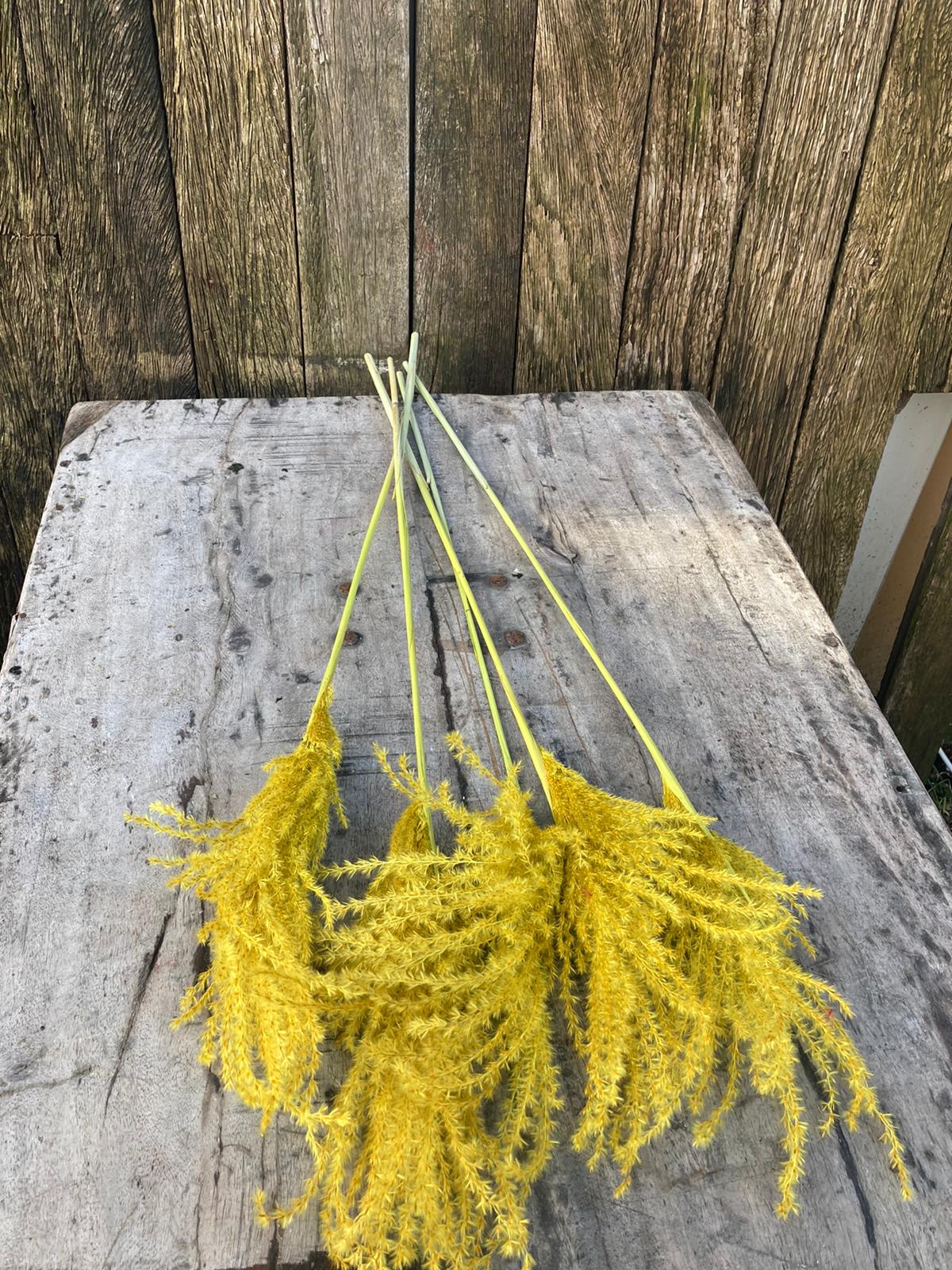 Miscanthus pluimen geel